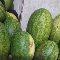 هندوانه دیم