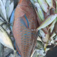 ماهی تازه ماهی طوطی وکبوتر همام