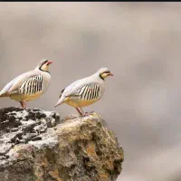 پرنده زینتی|پرنده|ارسنجان, |دیوار