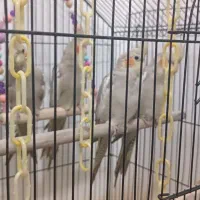 جوجه عروس هلندی