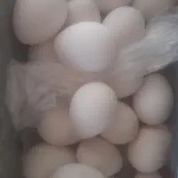 تخم نطفه دار بوقلمون