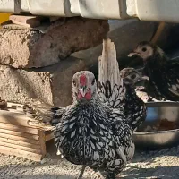 مرغ و خروس سیبرایت