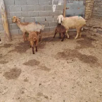 دوتامیش زایده جوان یک بره نر یکی ماده