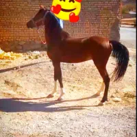 فروش یک راس اسب ویک راس مادیان