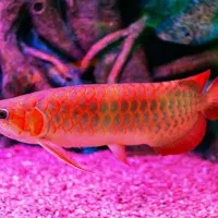 آکواریوم و لوازم