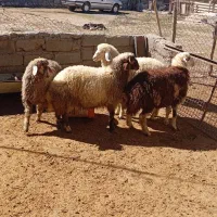 4عدد بره نر شیری