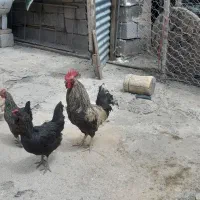 خروس|حیوانات مزرعه|ایلام, |دیوار