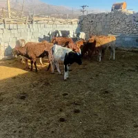 گوساله محلی گاو