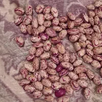 فروش لوبیا چیتی اعلا عمده و خرده|خوردنی و آشامیدنی|سراب, |دیوار