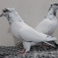 کفتر پرشی سو قدیم بوربوری کلدار