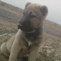 توله سگ گمشده