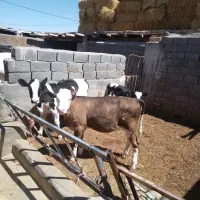 گوساله سیمینتال