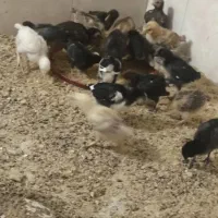 جوجه  گلین و پاپر و گردن لخت