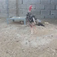 خروس دوساله|حیوانات مزرعه|سراوان, |دیوار