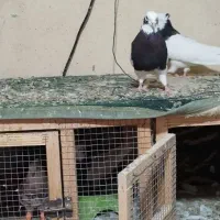 طوق سیاه نر