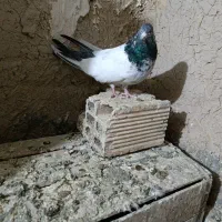 کله دم سبز نر