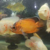 انواع ماهی گوشتخوار /آکواریوم بهروز|ماهی|زنجان, |دیوار