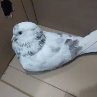 دو کبوتر دو تاش ۲۰۰