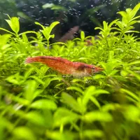 آکواریوم پلنت|ماهی|قم, نخودی|دیوار