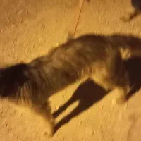 سگ فروشی|سگ|آبادان, |دیوار