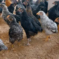 جوجه ۲ماهه محلی فیروزاباد|حیوانات مزرعه|فیروزآباد (فارس), |دیوار