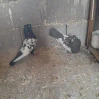 کفتر سینه ایی و کبوتر گرفتنی خوب
