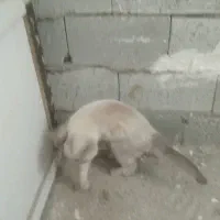 گربه ماده|گربه|اردبیل, |دیوار