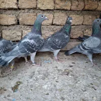 کبوتر پلاکی|پرنده|حبیب آباد, |دیوار