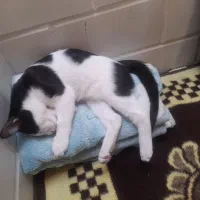 گربه dsh|گربه|همدان, |دیوار