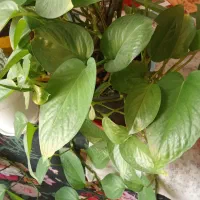 گل های خوشکل آپارتمانی