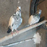 کله دمسبز|پرنده|بروجرد, |دیوار