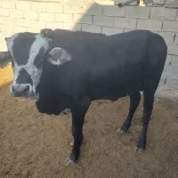 گوساله نر نافی و گوساله ماده|حیوانات مزرعه|زهک, |دیوار