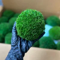 دیوار سبز خزه ای یا mosswall|گل و گیاه طبیعی|شیراز, شهرک والفجر|دیوار