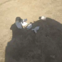 کبوتر آماده تخم گذاری|پرنده|لردگان, |دیوار