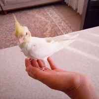 پرنده.عروس هلندی