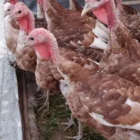 بوقلمون