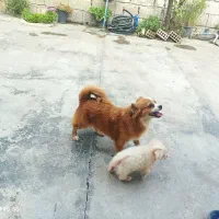 فروش دو تا سگ نر و ماده و با توله|سگ|کیاکلا, |دیوار