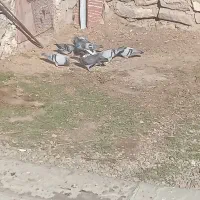 کفتر|پرنده|اهر, |دیوار