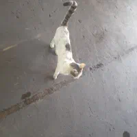 گربه
