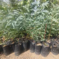 نهال اکالیپتوس