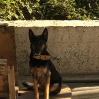 توله سگ ژرمن