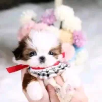 شیتزو سوپر فلت