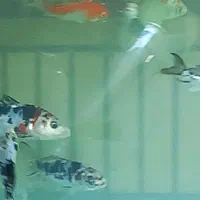 آکواریوم بزرگ با ماهی و لوازمات|ماهی|اصفهان, جلفا|دیوار