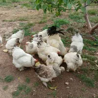 مرغ و خروس برهما لایت اورجینال