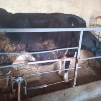 گاو و گوساله