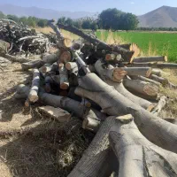 خریدار انواع چوب|خدمات باغبانی و درختکاری|الشتر, |دیوار