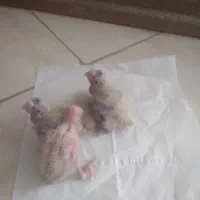 جوجه عروس هلندی