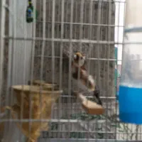 سهره|پرنده|پاکدشت, پاکدشت (مامازند)|دیوار