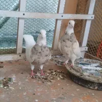 یه جفت طوقی آجری خفن