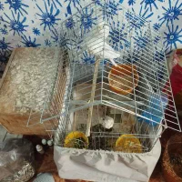 جفت عروس آلبینو. با جوجه